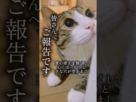 『ドS猫の球太と三太とポンコツ母ちゃん』第二章。不器用な私ですが、球太とまた一緒に歩んでいただけたら嬉しいです cat… サムネイル