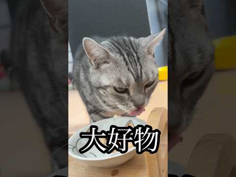 ASMR ねこ cat アメショ 大好物 たろう ちゅーる