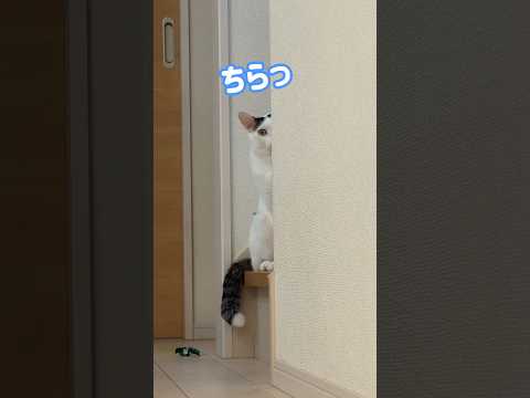 寂しがりな猫チロさんの行動が可愛過ぎましたw shorts サムネイル