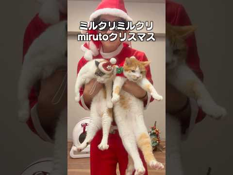 話題の自動トイレで猫も飼い主もハッピー！クリスマスにぴったりのプレゼント サムネイル