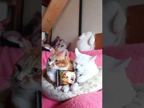 蜜芋愛　260215　のせ猫　 cat cute ねこ　 猫のいる暮らし　 ネコ　 cutecat　 猫のいる生活… サムネイル