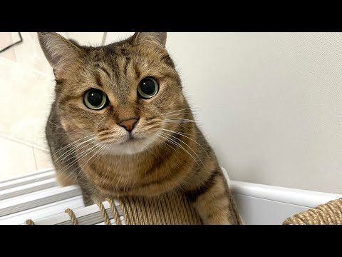 話題のロフト猫物語！奮闘する日常を追う サムネイル
