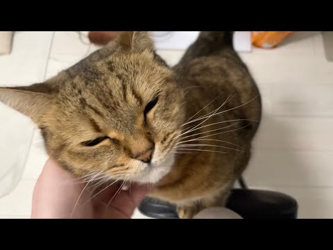 早めに仕事から帰宅した時の猫の行動が予想外だったぞ&hellip;