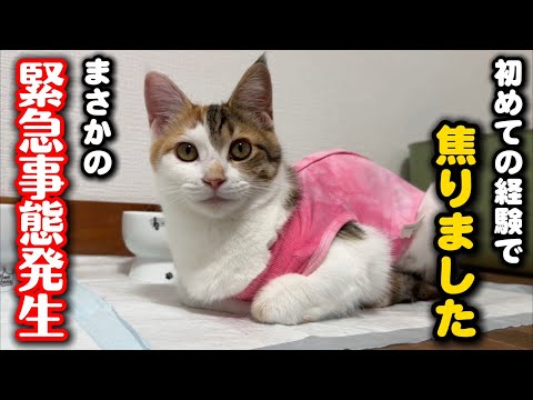 突然の事態に保護猫の前でかなり焦りました サムネイル