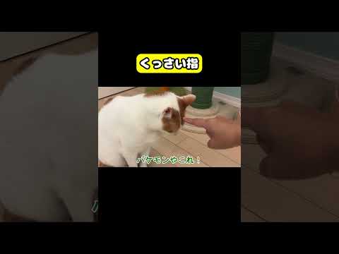 くっさい指　猫 おもしろ アテレコ ニャンチューバーつくし サムネイル