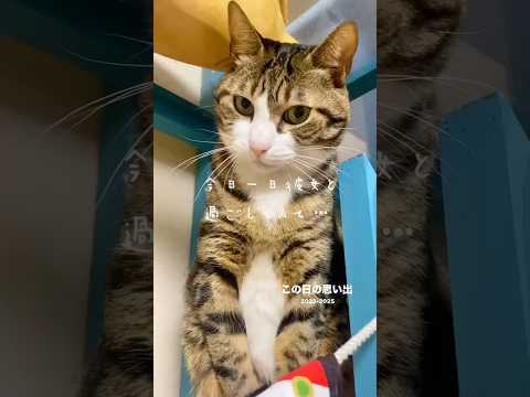 球太に弟が出来て…不安そうに二度見 球太 cats shorts サムネイル