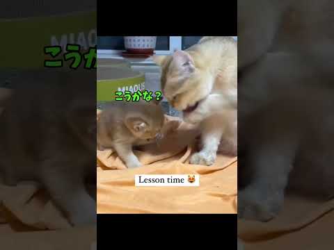 あなたも猫にメロメロになって?😻