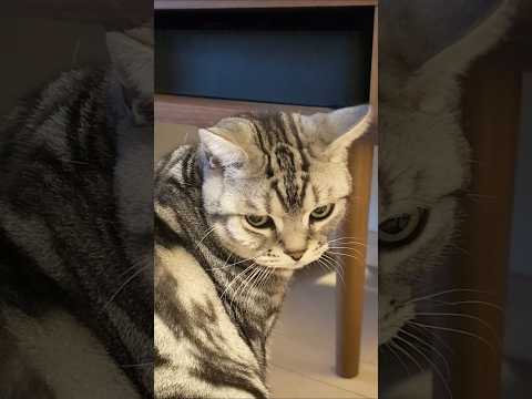 アメショーのラッテ アメショ アメリカンショートヘア 猫と暮らす家猫との暮らし猫 サムネイル