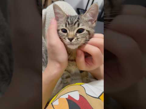 可愛すぎるスコティッシュの子猫を迎えた結果...!? cat 猫