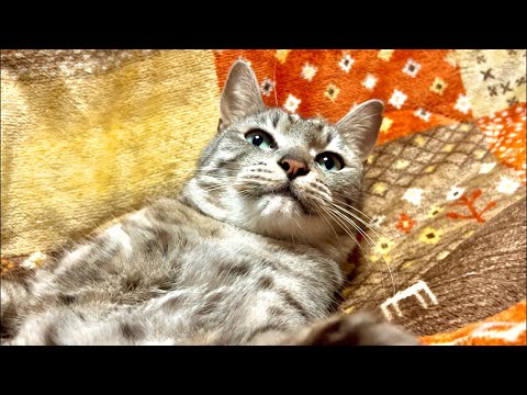 99%が5分で眠くなる😴 |猫×水の音|Deep Relax|Cat Purring & Wooden Balls サムネイル