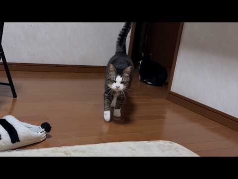 GWはいつもよりニャーニャー騒がしく過ごす猫 サムネイル