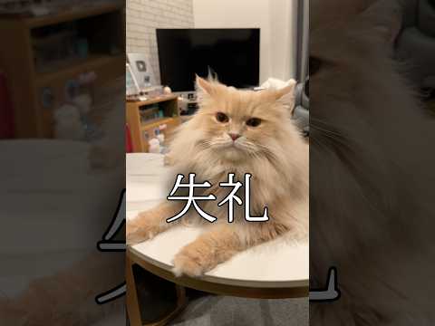 飼い主2人揃って失礼すぎたw shorts 猫 猫好きさんと繋がりたい サムネイル