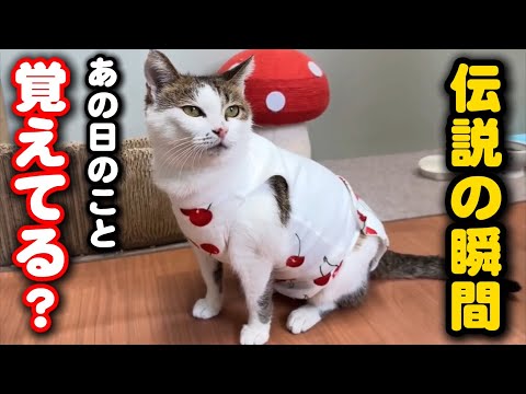 あの日からちょうど一年…母猫の伝説の姿 サムネイル