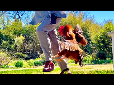 庭に不審者が現れた結果。。まさかの展開に サムネイル