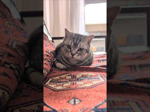 アメショーのラッテ アメショ アメリカンショートヘア 猫と暮らす家猫との暮らし猫 サムネイル