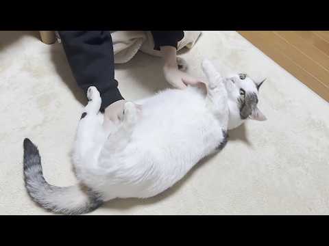 転がされるとも知らず呼ばれてポテポテやって来る猫 サムネイル