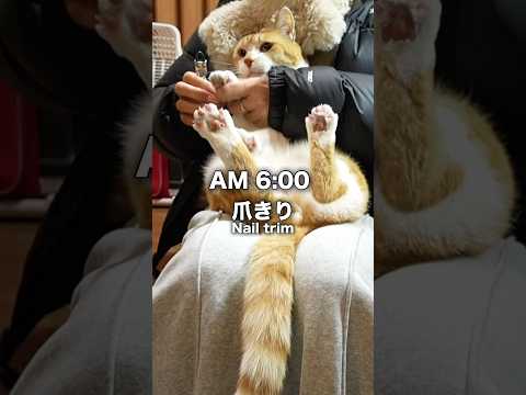 元野良猫ルーティン 元野良猫チャチャ  猫武将 formerstray catroutine gingercat サムネイル