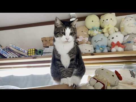 「その件については黙秘します」を貫く困ったちゃんな猫 サムネイル