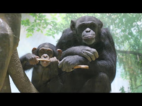 今日はコサチが教えてくれた。あきらめちゃダメ　よこはま動物園ズーラシア　チンパンジー　202512 サムネイル