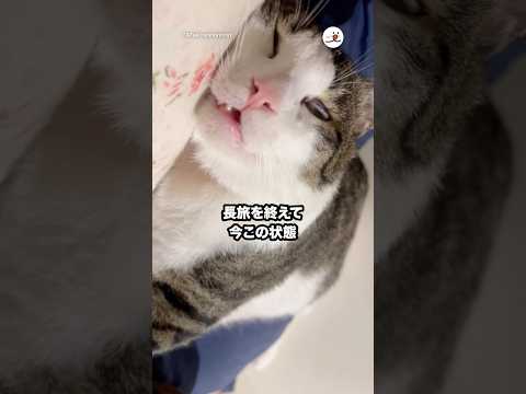 2泊3日の帰省に一緒に付き合った結果｜PECO サムネイル