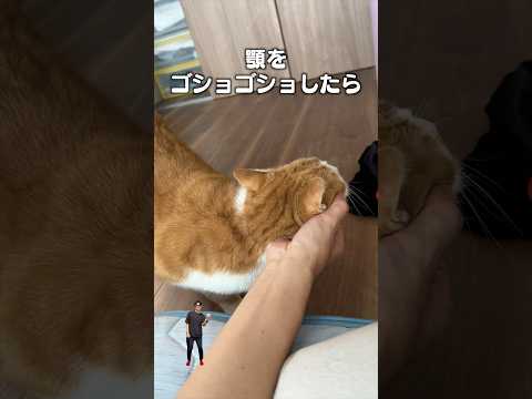 「顎ウィーンしたいけど思ってたんと違う」猫あるある|フルはApple Musicほか音楽アプリへ サムネイル