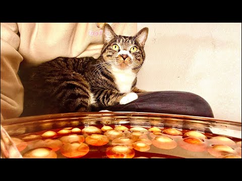 何も考えず聞ける猫と木の音｜作業・休憩用　Relaxing Cat Sounds｜Wood Ball ASMR サムネイル