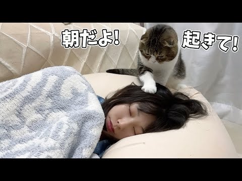 休日でも始発の時間に叩き起こしてくれる猫がこちらです… サムネイル