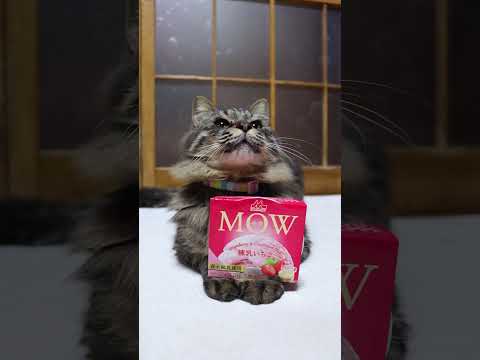 MOW(モウ) 練乳いちご　260309　のせ猫　 cat　 cute　 ネコ　 ねこ　 猫のいる暮らし　 猫　　 c… サムネイル