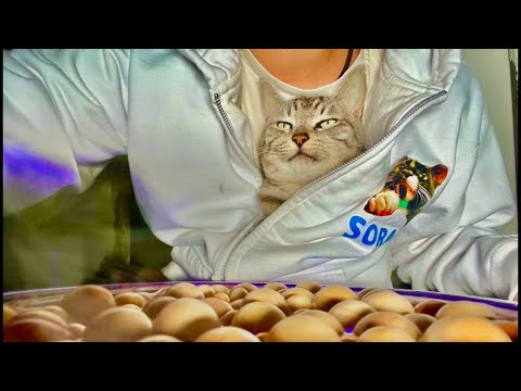 朝9時|99%眠くなる😴 Cat ASMR Wood Balls 🐱 Live from Japan サムネイル