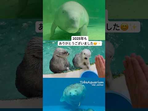 《鳥羽水族館》開館70周年を迎えた2025年もいよいよラスト✨来年も鳥羽水族館をどうぞよろしくお願いします❣️🙇‍♀️… サムネイル