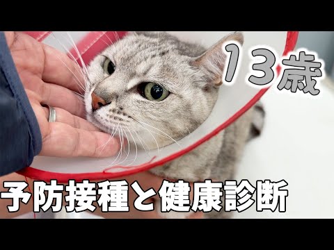 13歳のハムとマロの健康診断の検査結果！ サムネイル
