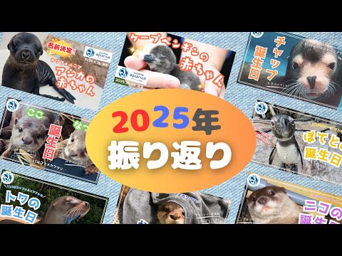 【大晦日スペシャル】サンシャイン水族館2025年ふりかえり【サンシャイン水族館】 サムネイル