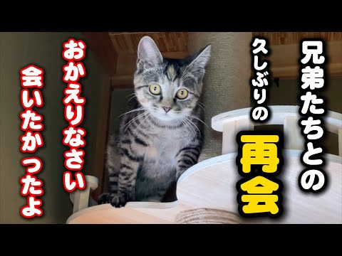 生き別れになった兄弟猫たちと久しぶりの再会 サムネイル