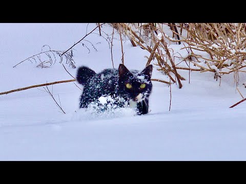 今年１番の大雪で嬉しすぎた猫はこうなってた サムネイル