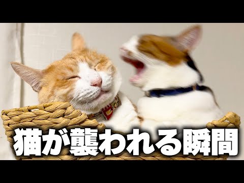 ロビンが襲われました。→ 怒りのブチギレ覚醒へ… サムネイル