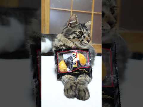 磯べ餅　260117　のせ猫　磯べ餅　 cat cute ねこ　 猫のいる暮らし　 ネコ　 kitten　 kitty… サムネイル