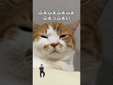 「なんなんなんなんなんでなん」猫あるある|フルはApple Musicほか音楽アプリへ サムネイル
