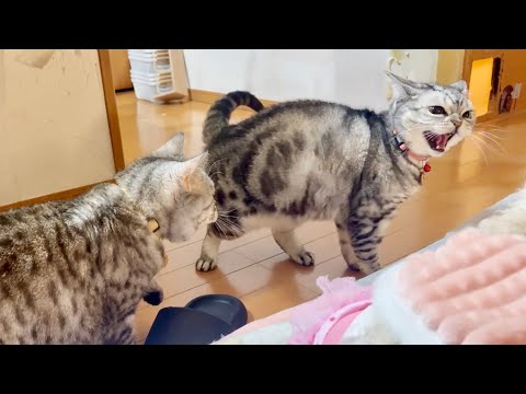 大晦日のあいちゃん。 サムネイル