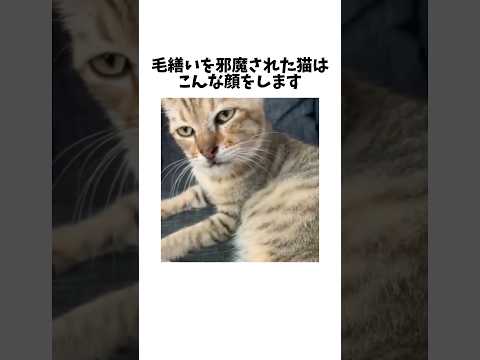 [速報]猫にも呆れという感情が確認されました。 サムネイル