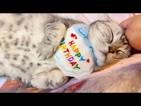 1月11日はあいちゃん11歳の誕生日です サムネイル