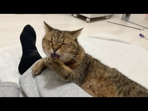 人間の足を肘置きに使う太々しい猫をご堪能下さい サムネイル