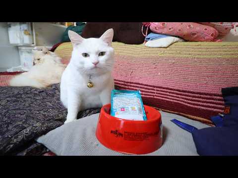 しらたまお食事　260409 サムネイル