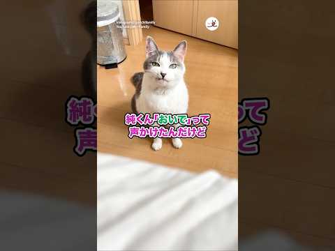 一人で寝てたら愛猫に文句言われたw｜PECO