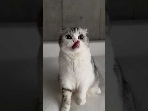 😋 cat 猫 サムネイル