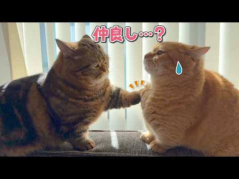 仲良しかと思ったら急に縄張り争いする猫が可愛すぎる…！ サムネイル