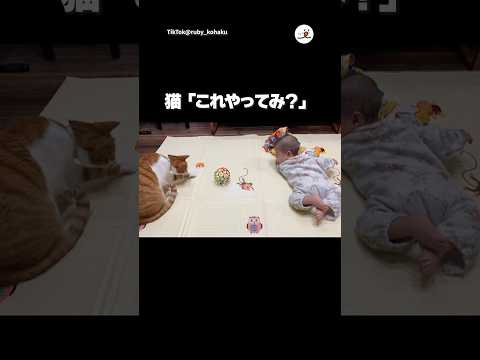 遊びに誘う猫｜PECO サムネイル