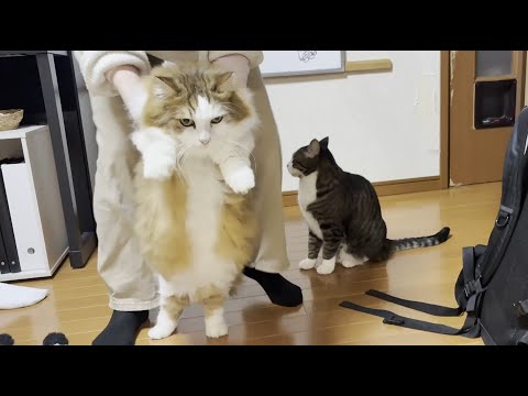 冬季限定、お尻の毛だけ刈られる猫 サムネイル