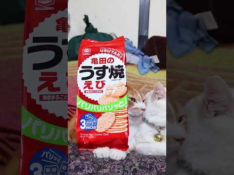 亀田のうす焼 えび　260601　 cat のせ猫 cute　 亀田のうす焼  cutecat ネコ　 kitty え…