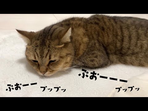 【爆睡】いびきで演奏会を開催してしまうネコ サムネイル