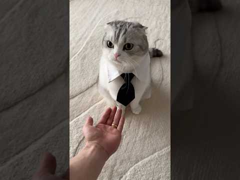 😼 cat 猫 サムネイル